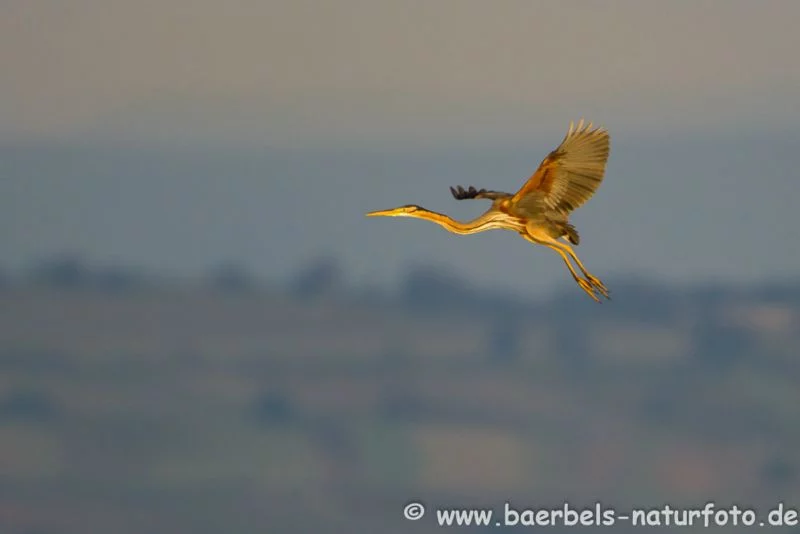 Purpurreiher im Flug