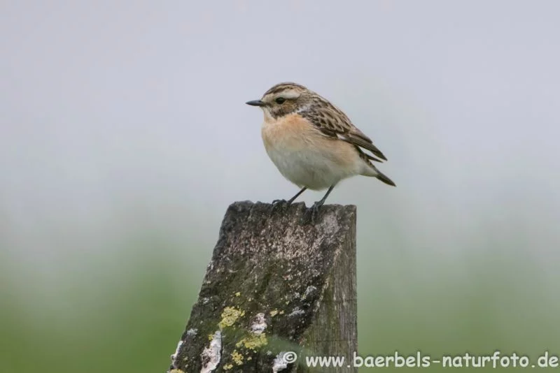 Braunkehlchen