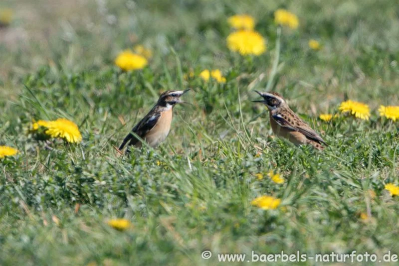 Braunkehlchen auf Wiese