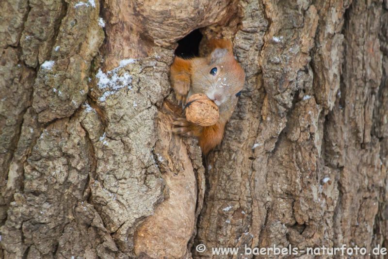 Eichhörnchen mit Nuß an Höhle