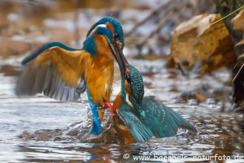 Eisvögel beim Revierkampf
