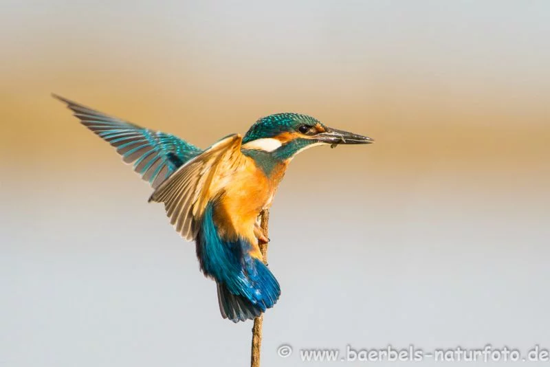 Eisvogel
