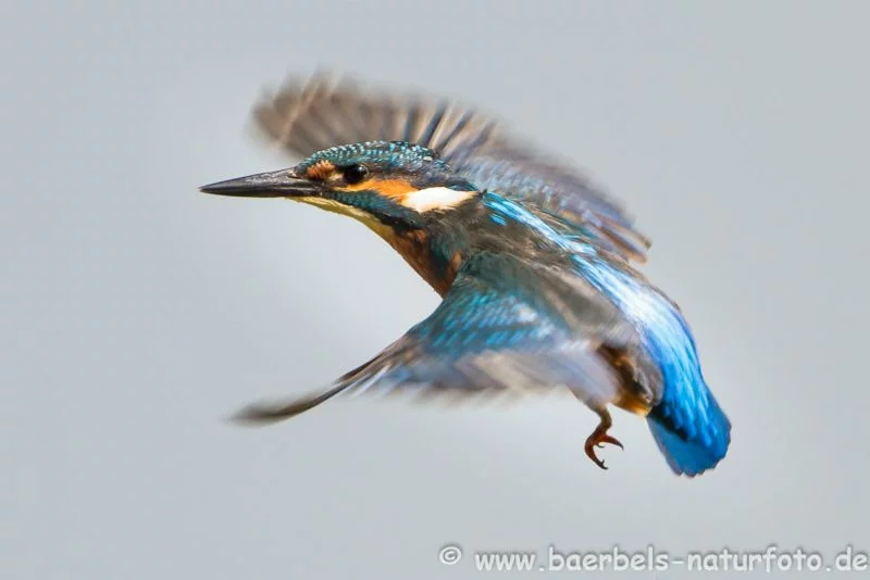Eisvogel im Flug