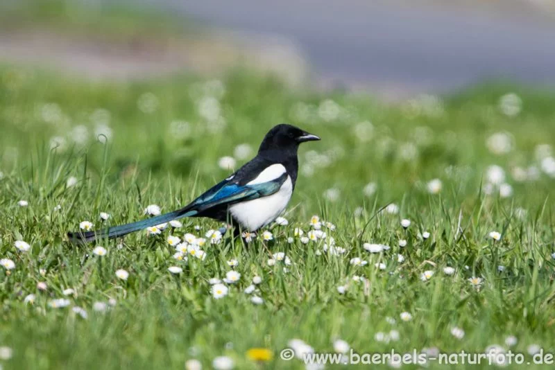 Elster in Blumenwiese