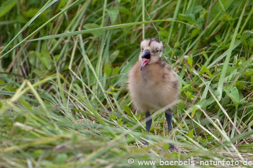 Junger Großer Brachvogel