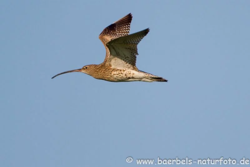 Großer Brachvogel im Flug