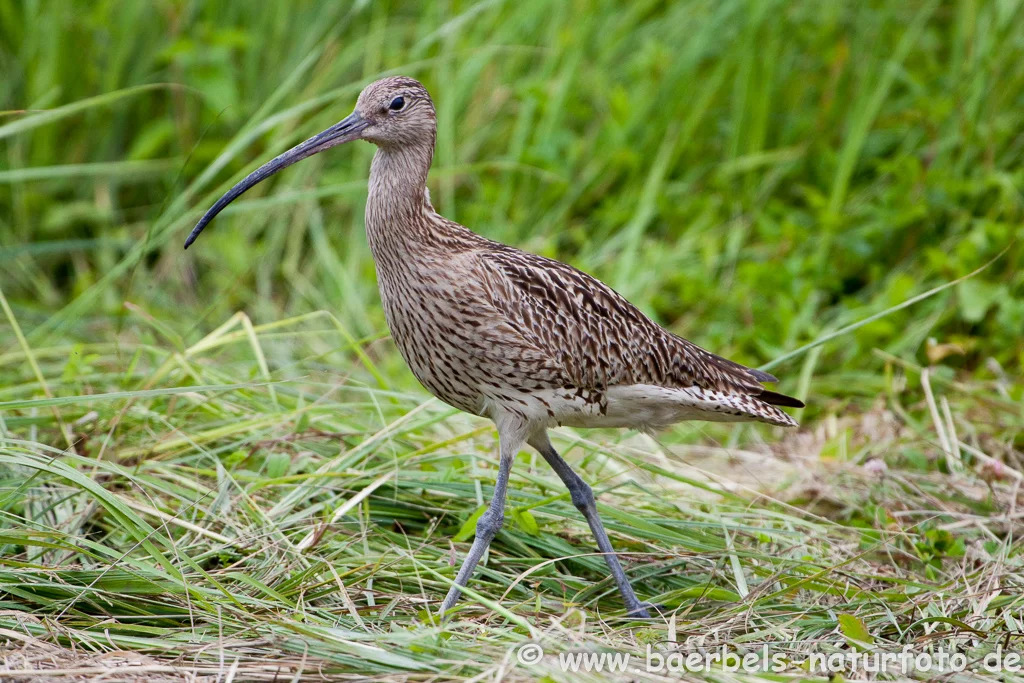 Großer Brachvogel