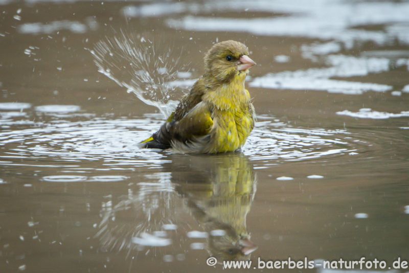 Grünfink badet