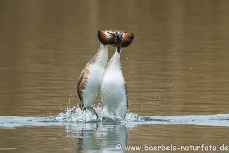 Haubentaucher Pinguintanz
