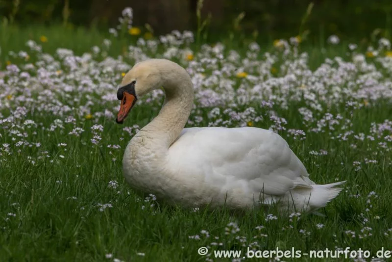 Höckerschwäne in Blumenwiese