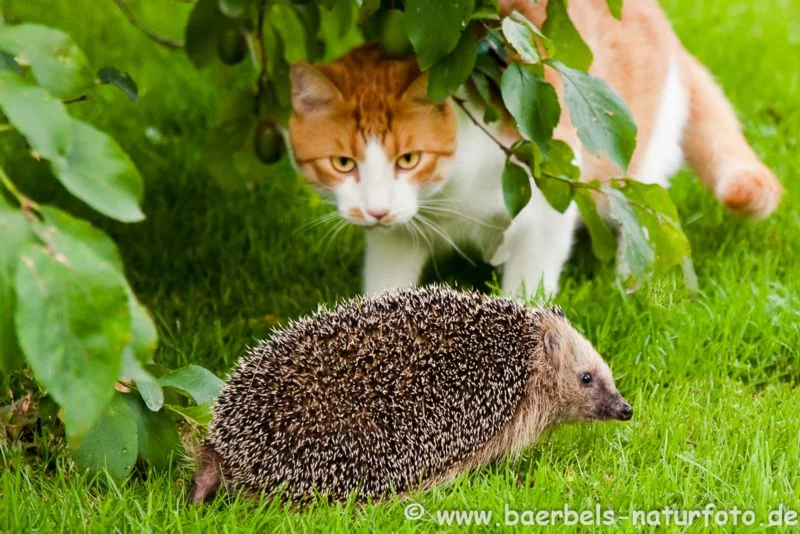 Igel und Katze