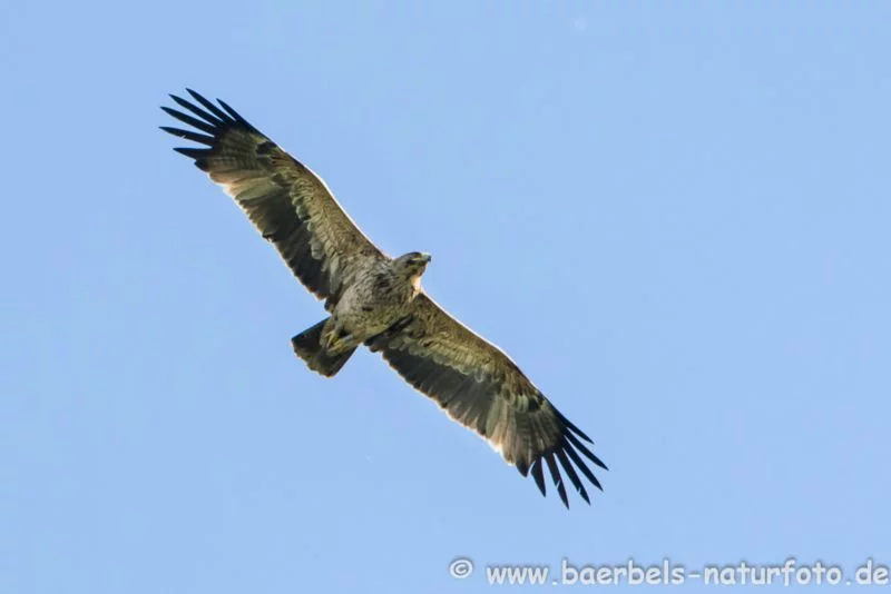 Kaiseradler im Flug
