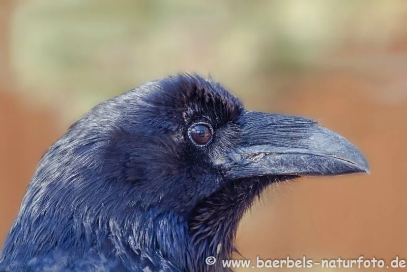 Kolkrabe Portrait