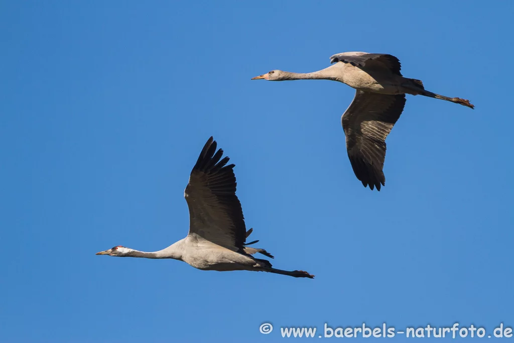 Kraniche im Flug