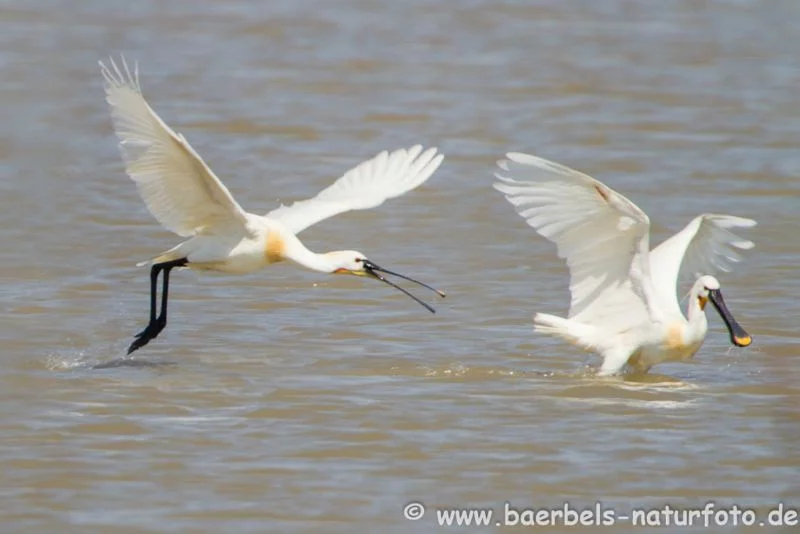 Löffler im Flug