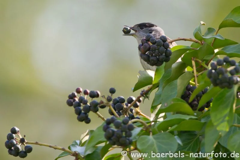 Mönchsgrasmücke mit Beeren