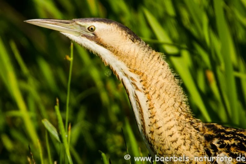 Rohrdommel Portrait