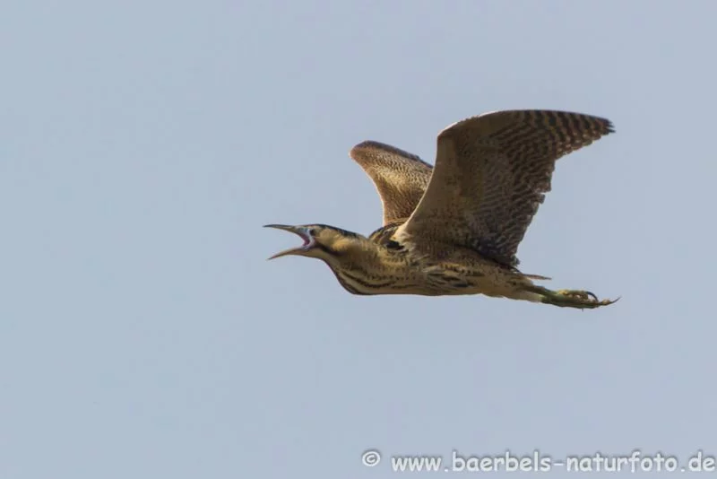 Rohrdommel im Flug