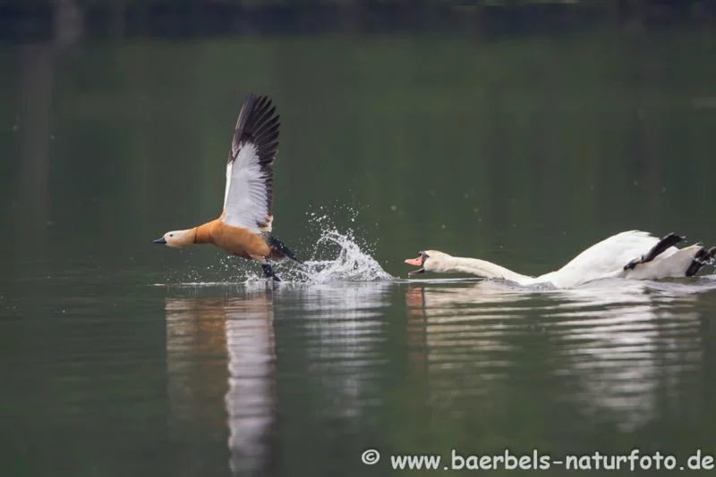 Schwan vertreibt Rostgans