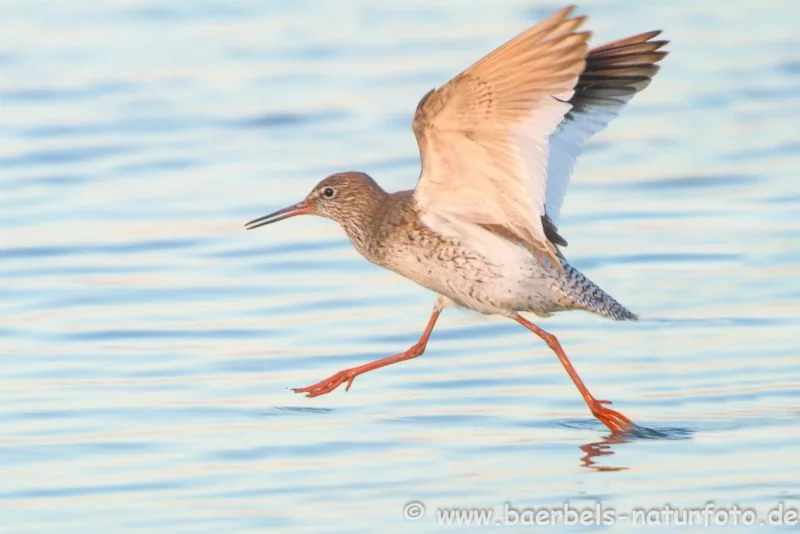 Rotschenkel im Wasser