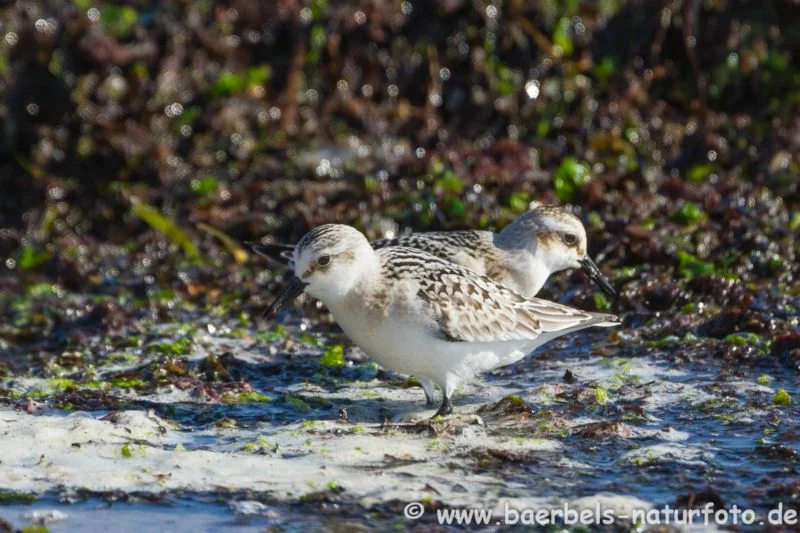 Sanderling am Schlick