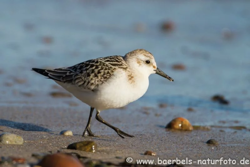 Sanderling