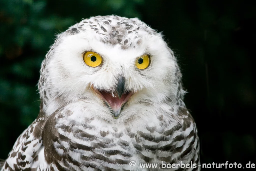 Schneeeule