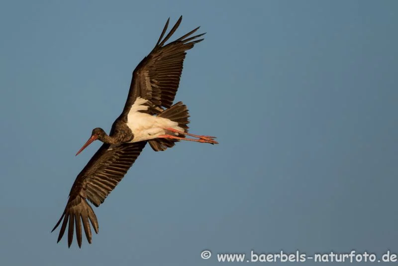 Schwarzstorch im Flug