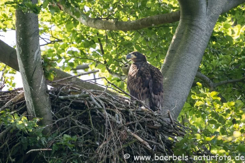 Seeadler auf Horst