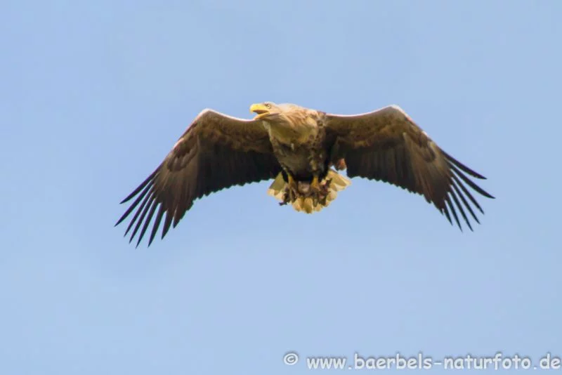 Seeadler im Flug