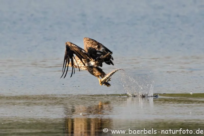 Seeadler mit Aal