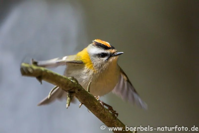 Sommergoldhähnchen flattert