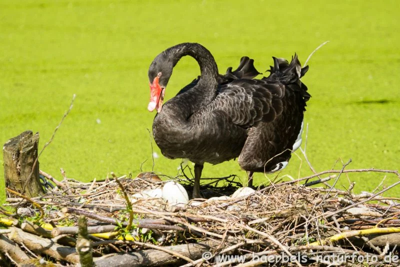 Trauerschwan auf Nest