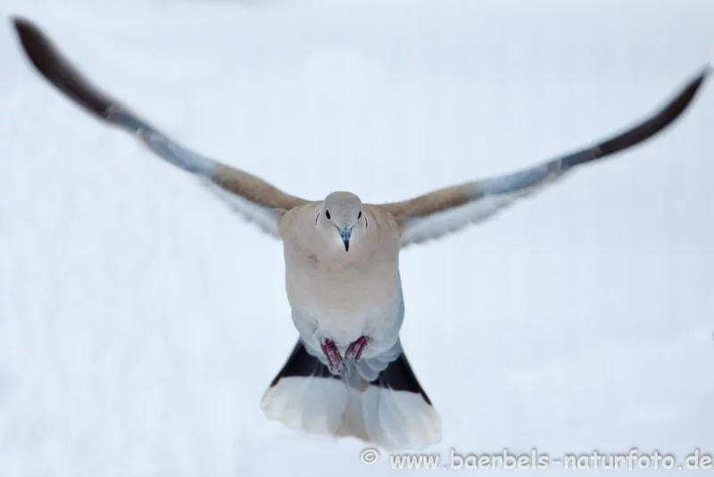 Türkentaube im Flug