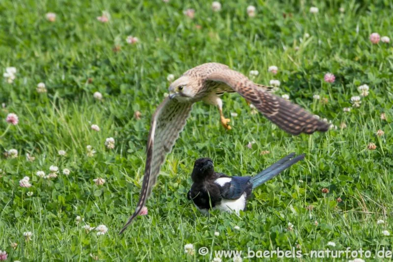 Turmfalke attakiert Elster