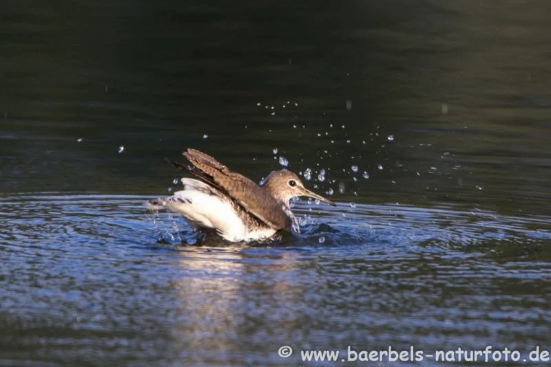 Waldwasserläufer badet
