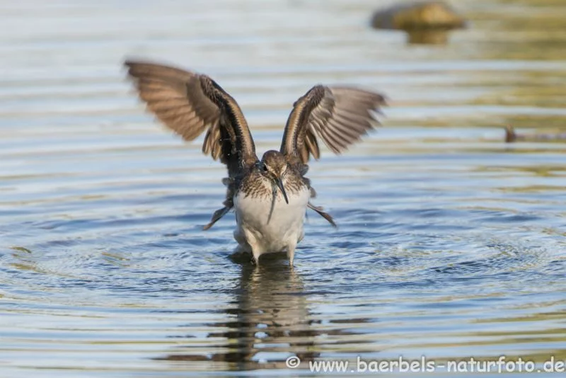 Waldwasserläufer