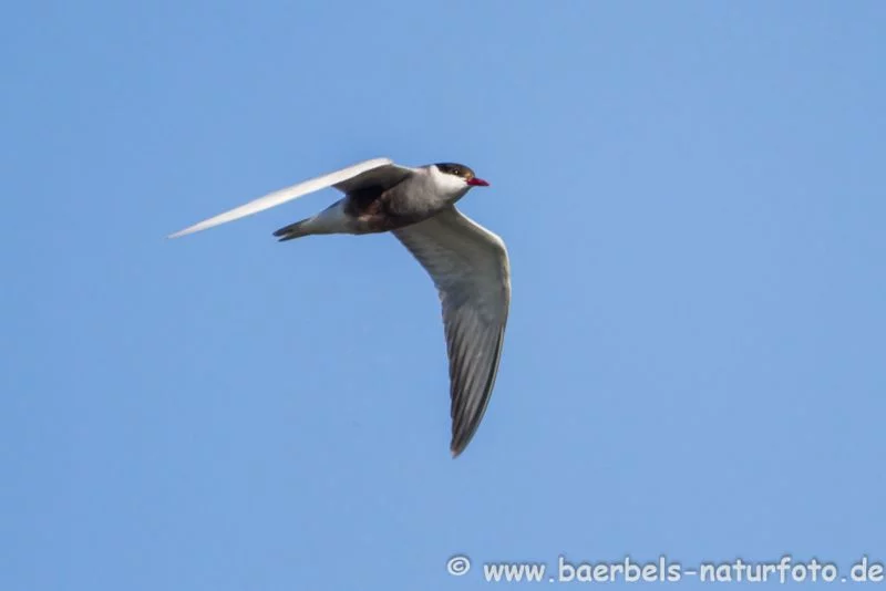 Weißbartseeschwalbe im Flug