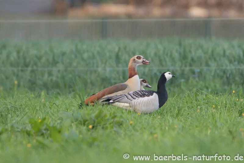 Weißwangengans und Nilgans