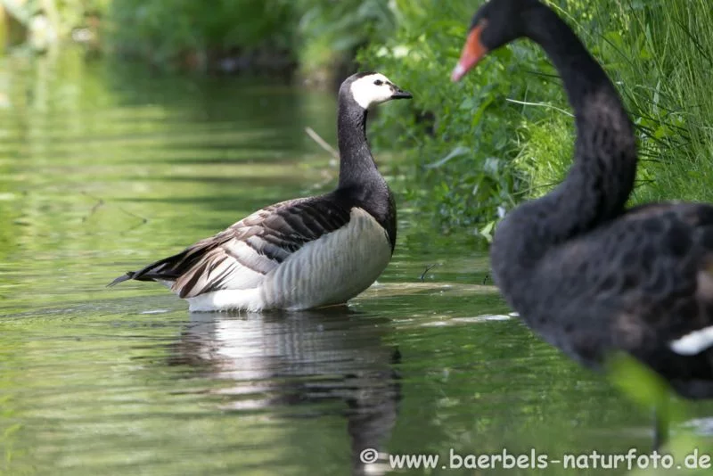 Weißwangengans und Trauerschwan