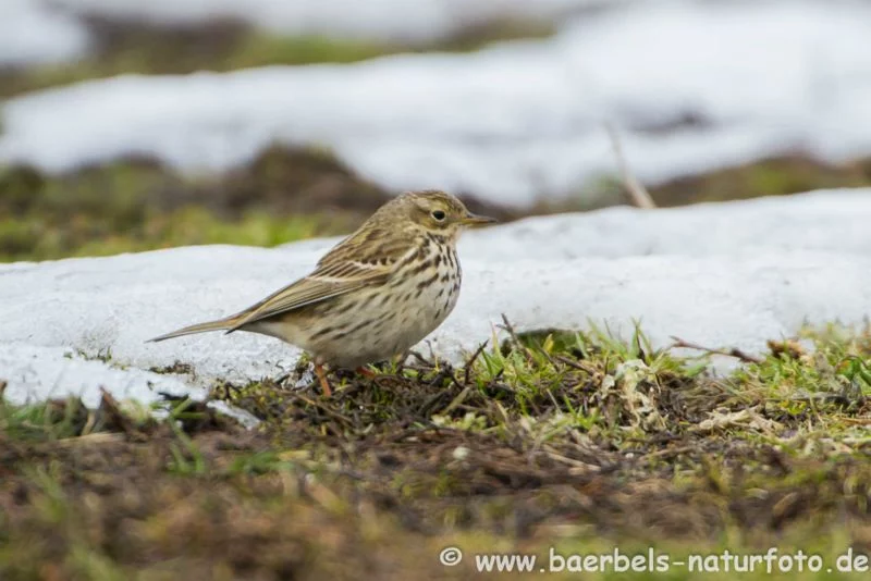 Wiesenpieper bei Schnee