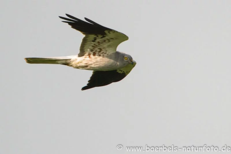 Wiesenweihe im Flug