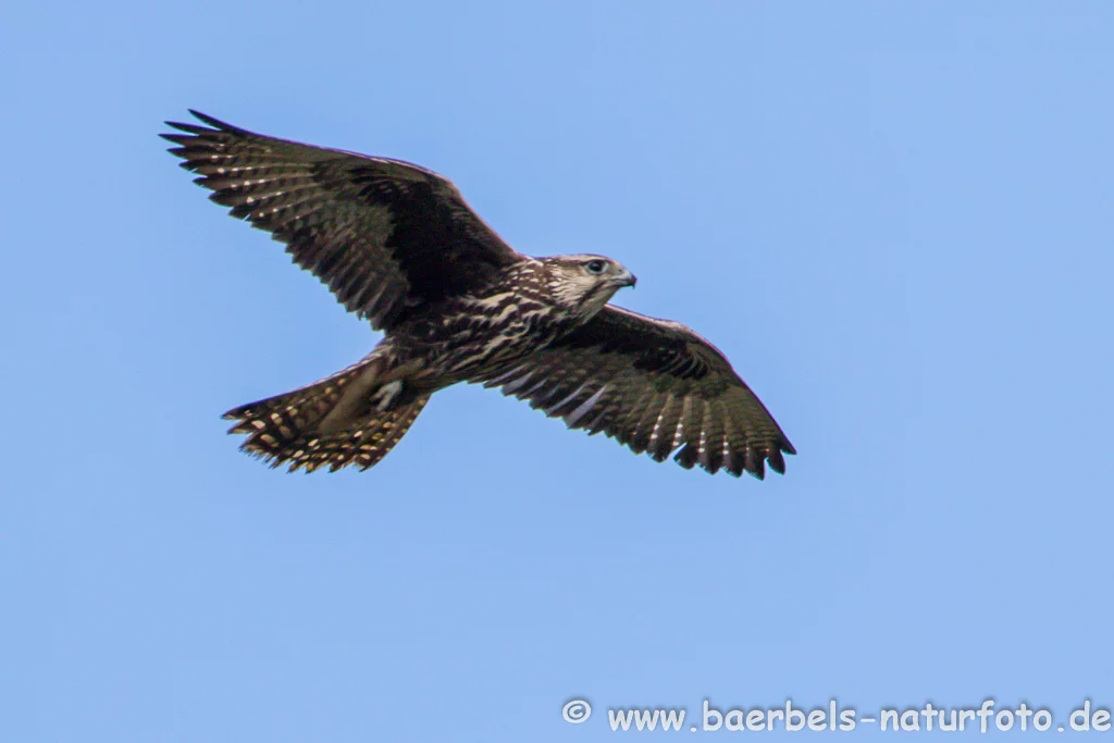 Würgfalke Flug