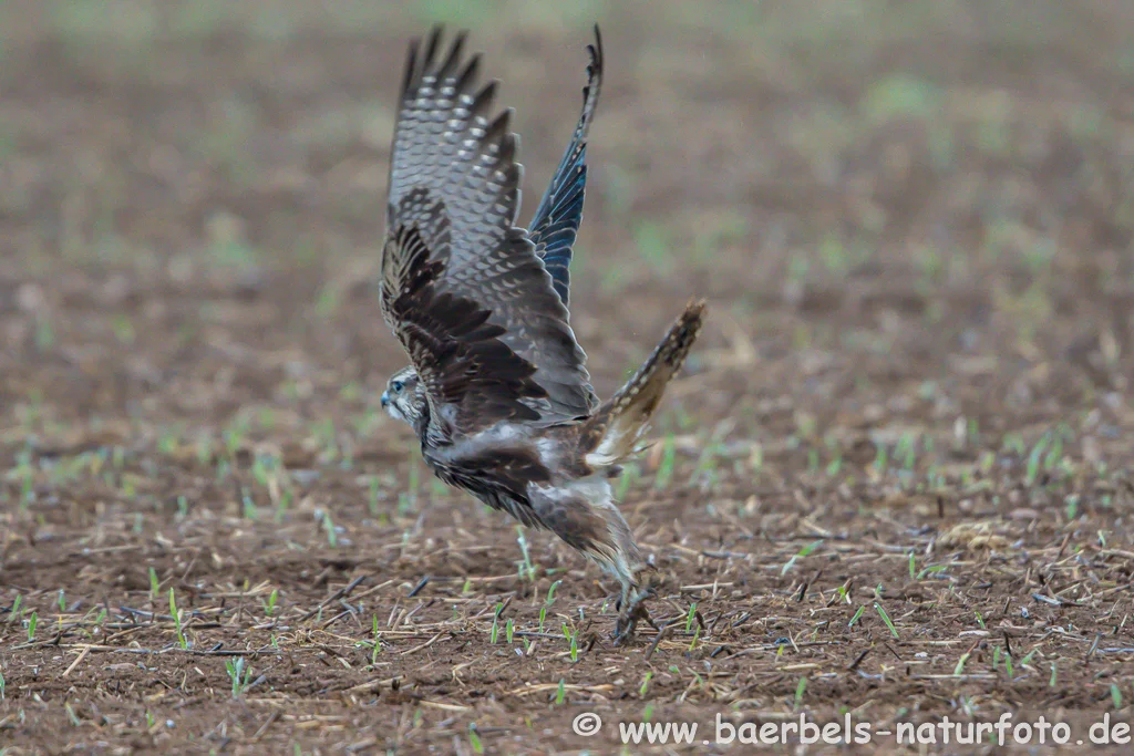 Würgfalke Abflug
