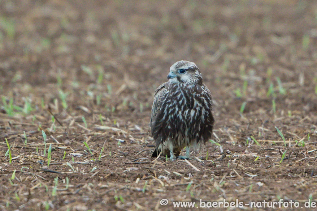 Würgfalke
