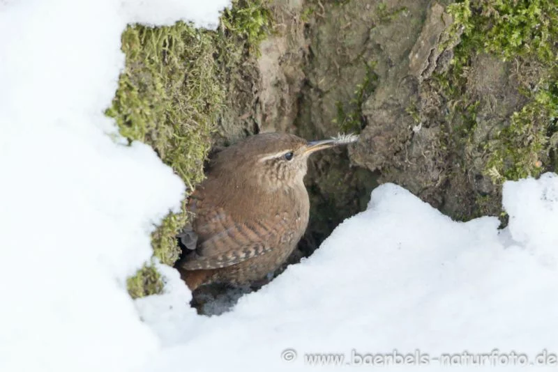 Zaunkönig im Schnee