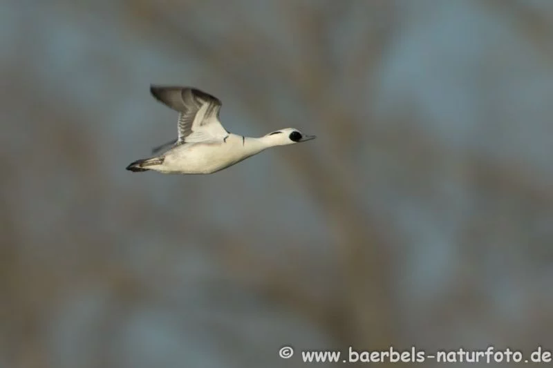 Zwergsäger im Flug