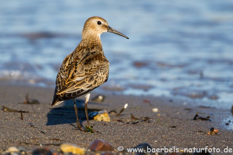 Alpenstrandläufer am Strand