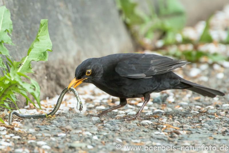 Amsel frisst junge Ringelnatter