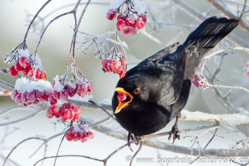 Amsel in den Beeren